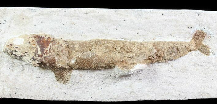 Lower Turonian Fossil Fish - Goulmima, Morocco #76396